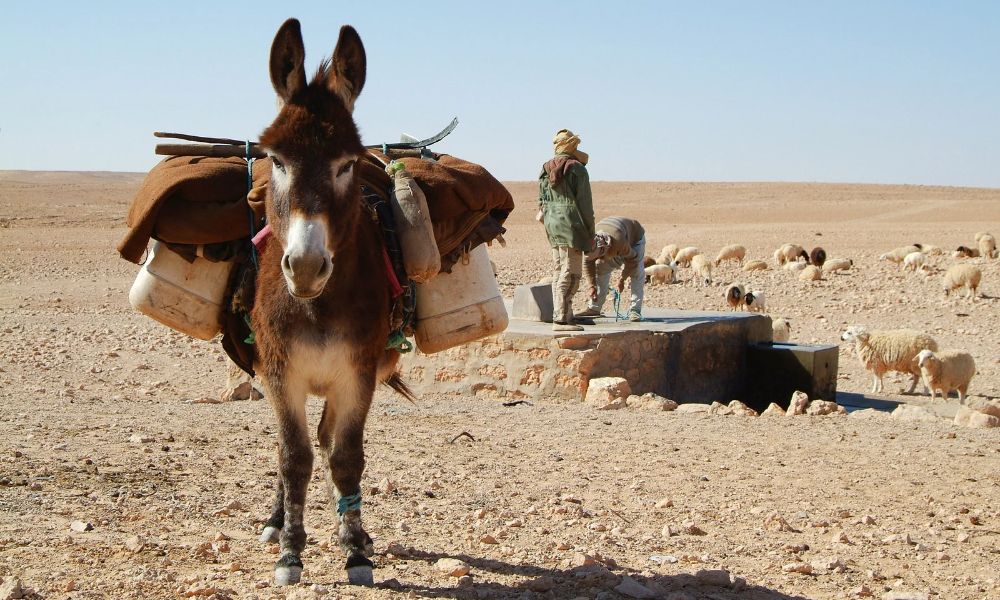 Morocco Desert Tours: Exploring the Majestic Sahara