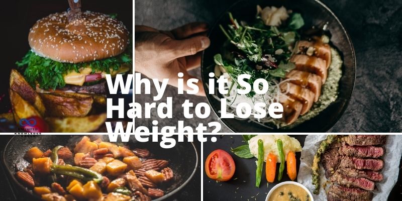 Why is it So Hard to Lose Weight?