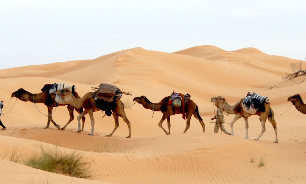 Exploring the Majestic Sahara Desert Tours